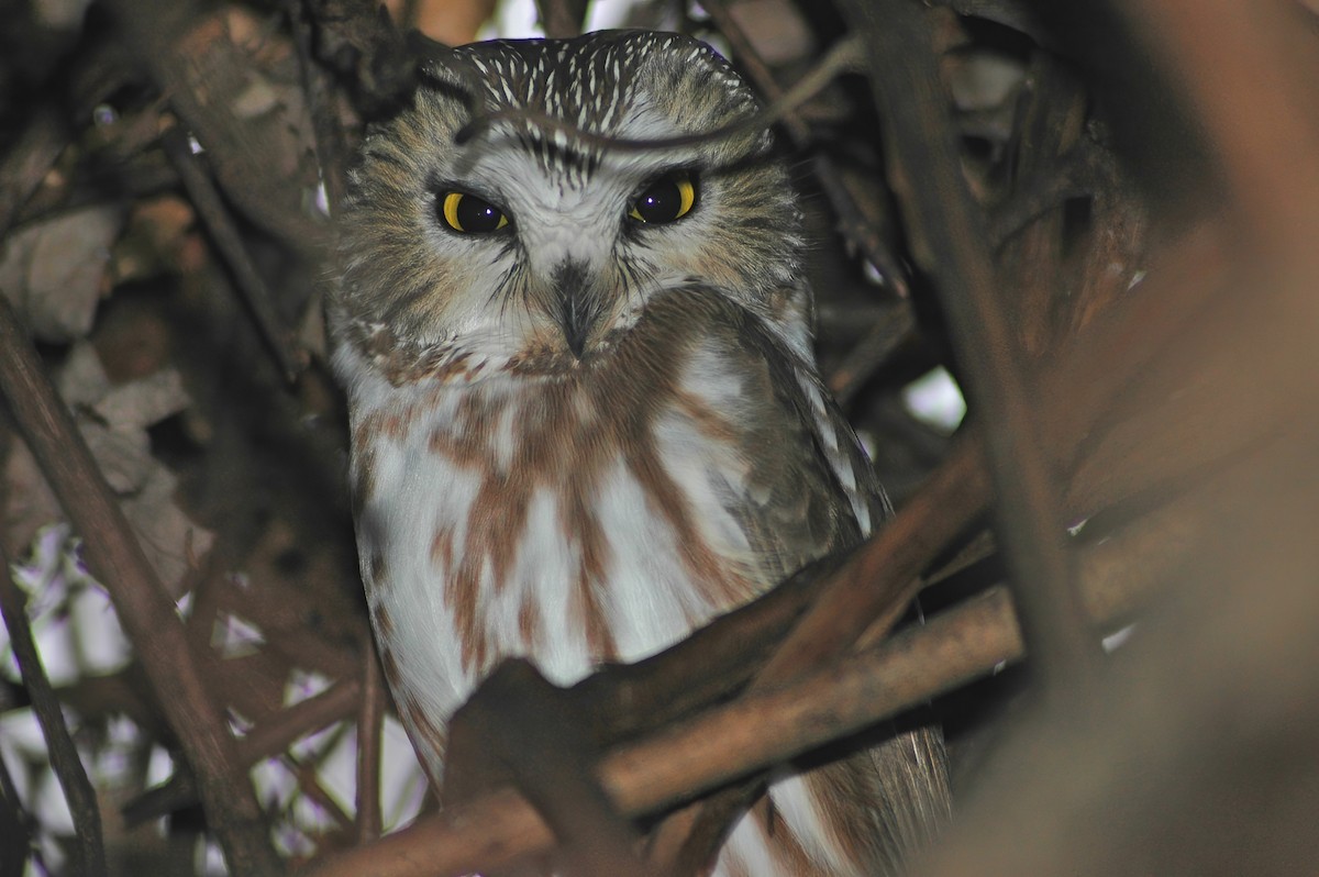 Northern Saw-whet Owl - ML630487181