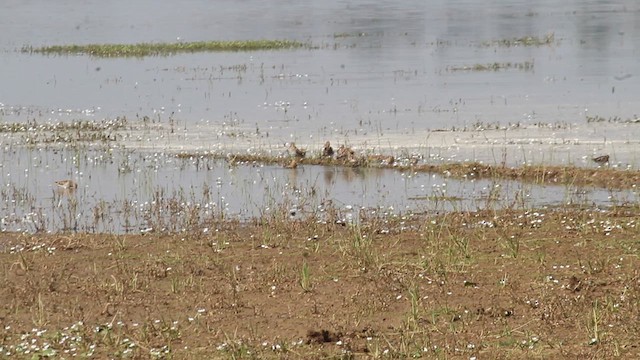 Common Snipe - ML630487219