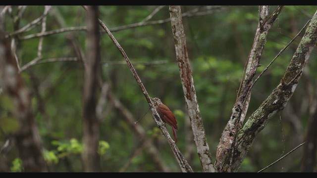 Straight-billed Woodcreeper - ML630487224