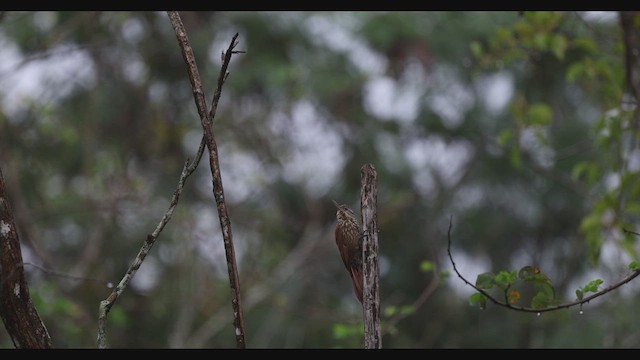 Straight-billed Woodcreeper - ML630487228