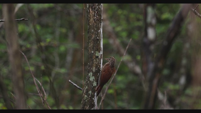 Straight-billed Woodcreeper - ML630487230