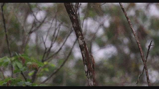 Straight-billed Woodcreeper - ML630487233