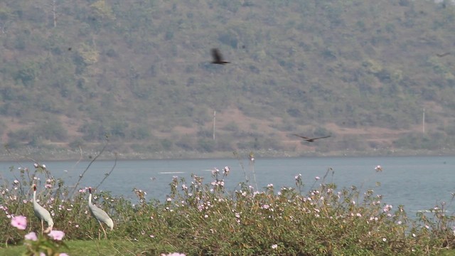 Western Marsh Harrier - ML630487261