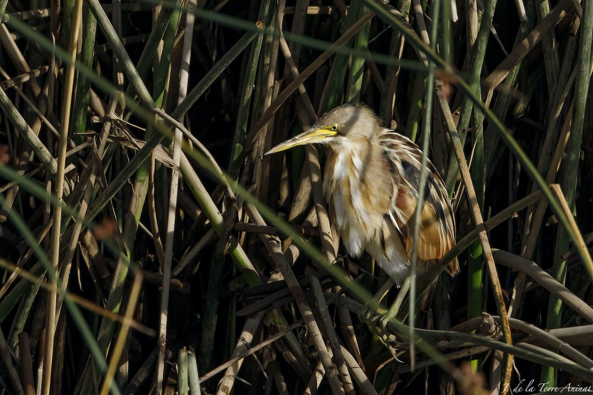 Stripe-backed Bittern - ML630487538
