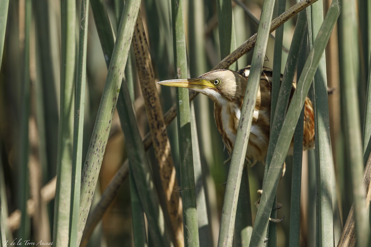 Stripe-backed Bittern - ML630487561