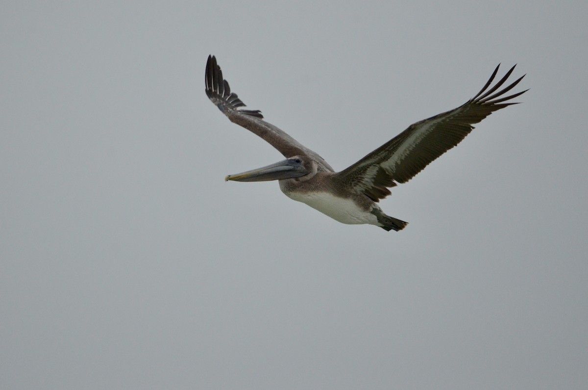 Brown Pelican - ML630487650