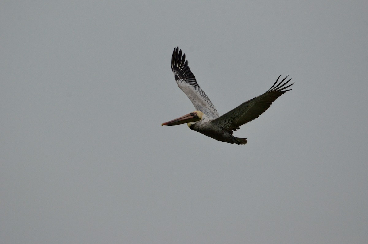 Brown Pelican - ML630487672