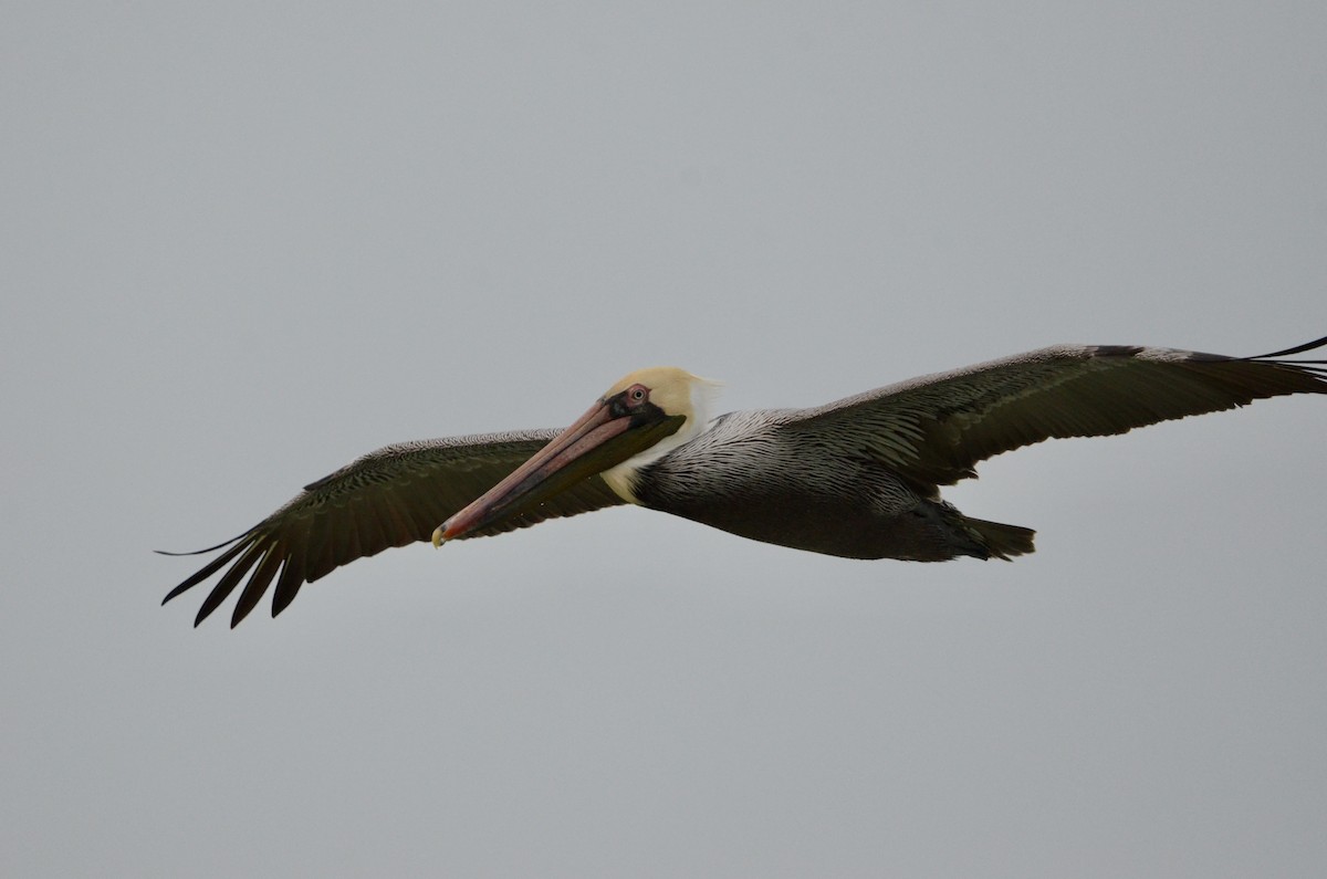 Brown Pelican - ML630487680