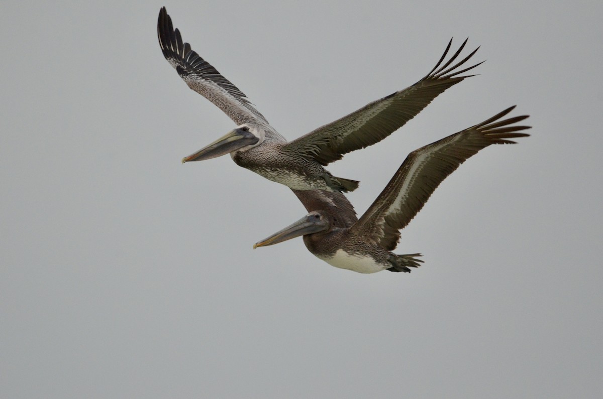 Brown Pelican - ML630487683