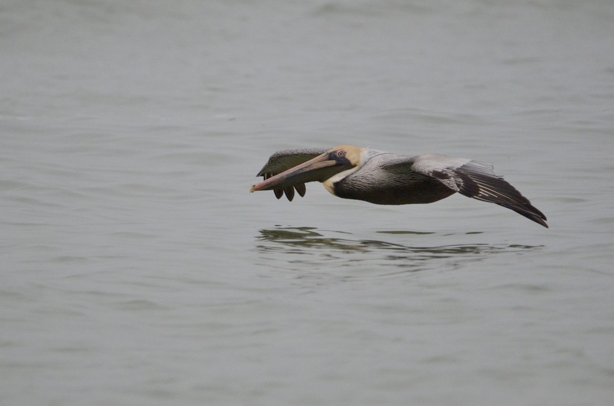 Brown Pelican - ML630487691