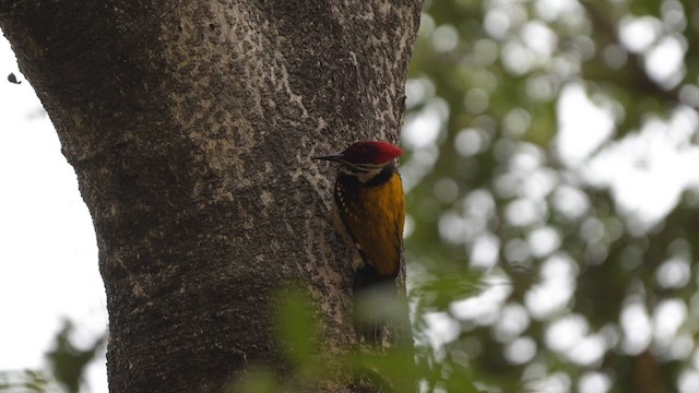 Black-rumped Flameback - ML630487791