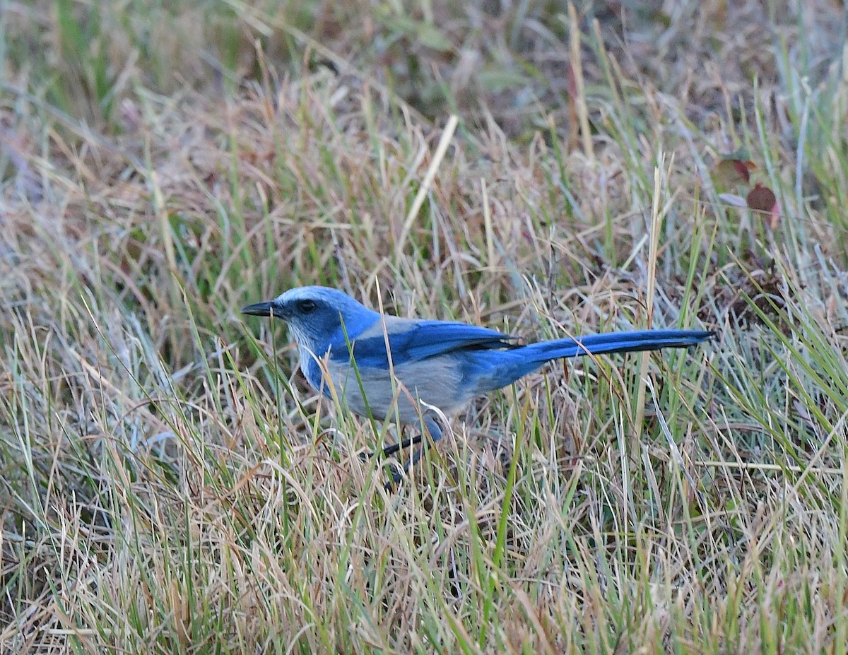 フロリダカケス - ML630487930