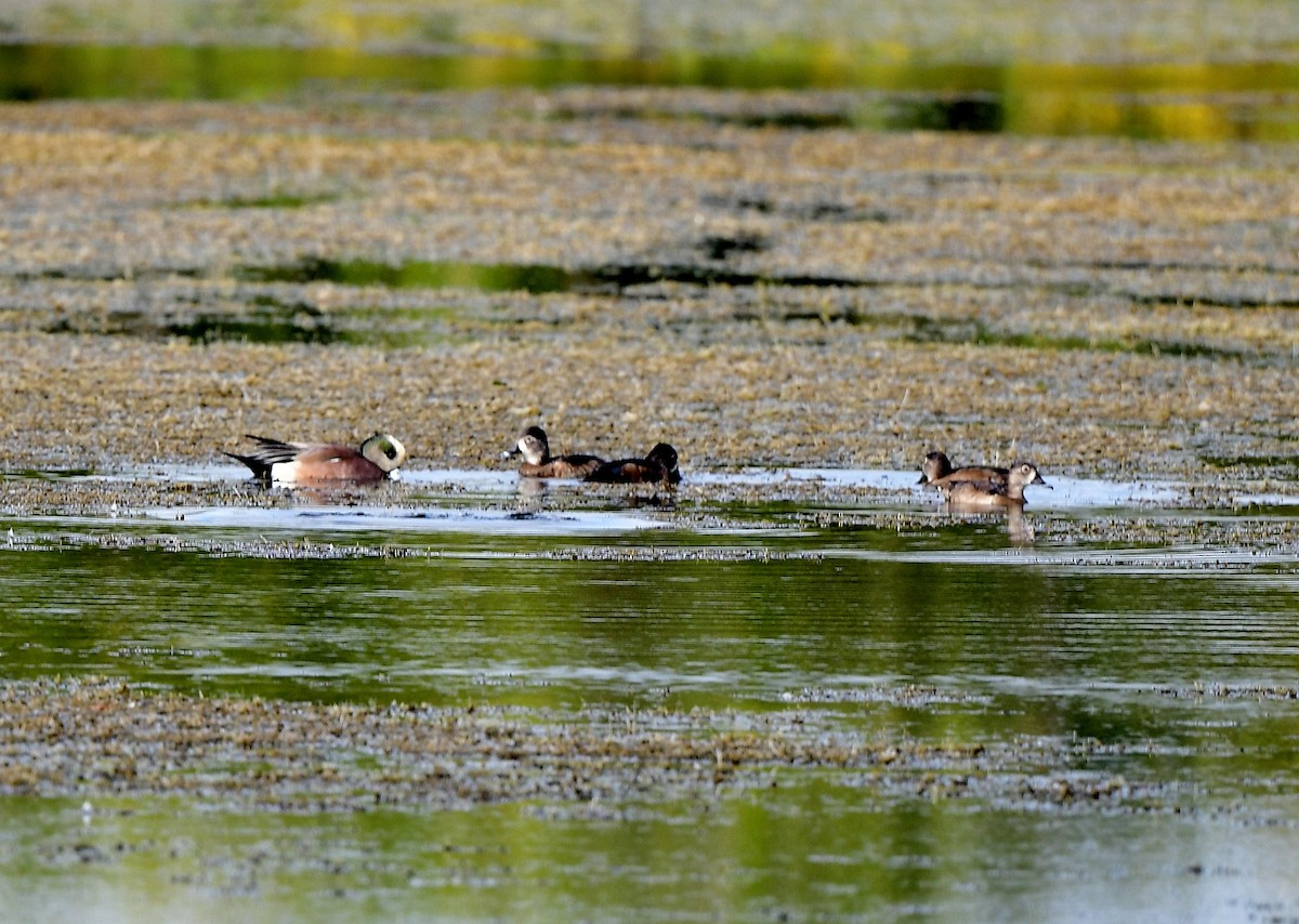 American Wigeon - ML630487972