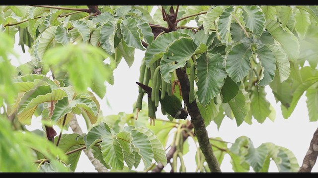 Gray-breasted Parakeet - ML630488273
