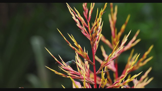 Glittering-throated Emerald - ML630488289