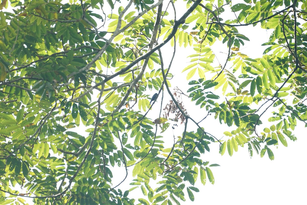 Drongo, unbestimmt - ML630488355