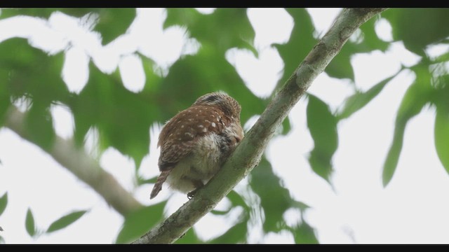 Ferruginous Pygmy-Owl - ML630488539