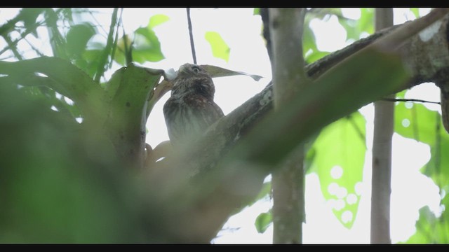 Ferruginous Pygmy-Owl - ML630488541