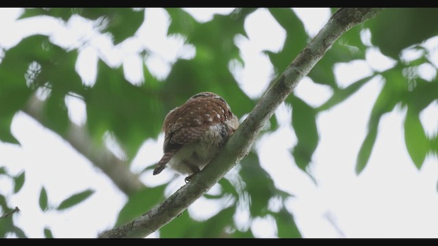 Ferruginous Pygmy-Owl - ML630488549