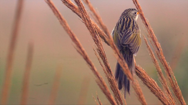 Wedge-tailed Grass-Finch - ML630488729
