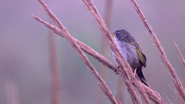 Wedge-tailed Grass-Finch - ML630488739
