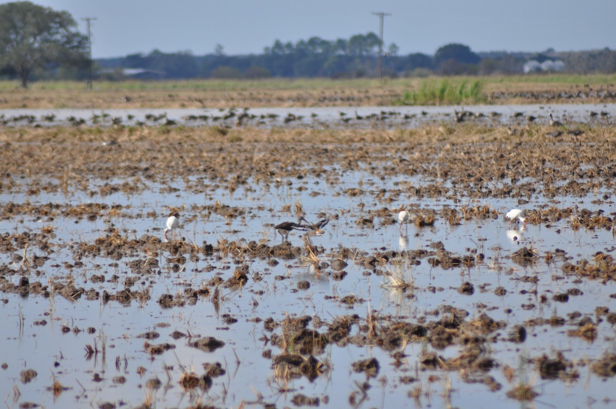 White Ibis - ML630488760