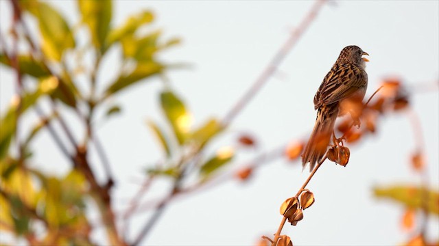 Wedge-tailed Grass-Finch - ML630488804
