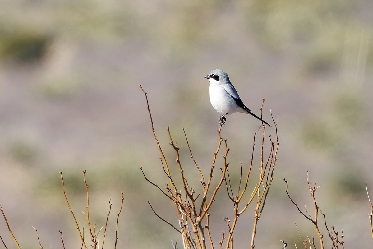 Loggerhead Shrike - ML630488806