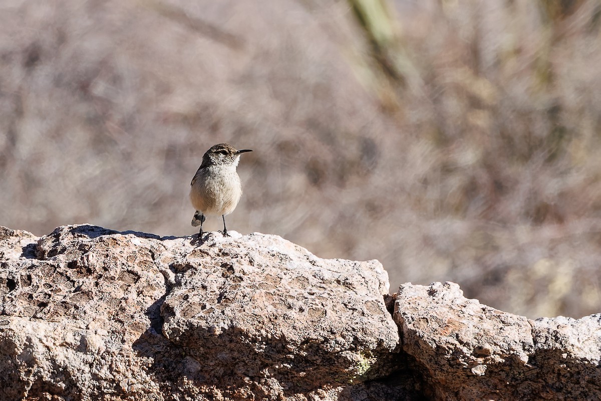 Rock Wren - ML630488817