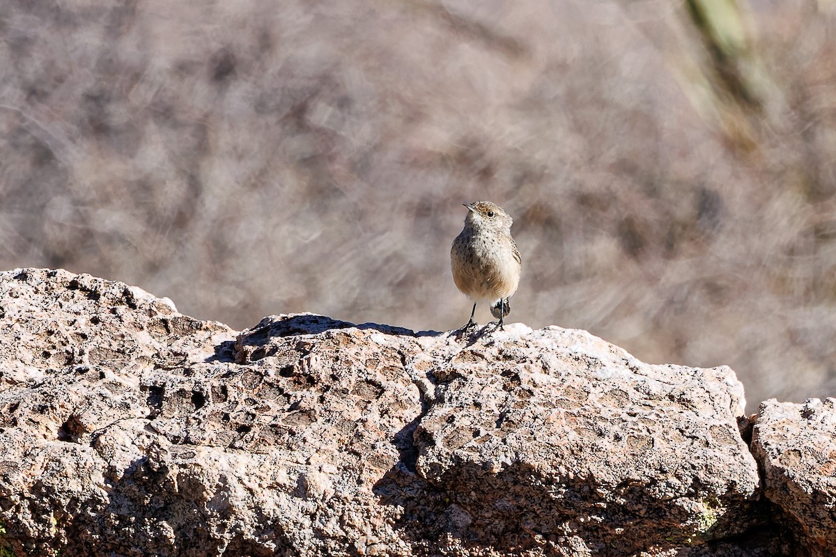 Rock Wren - ML630488818