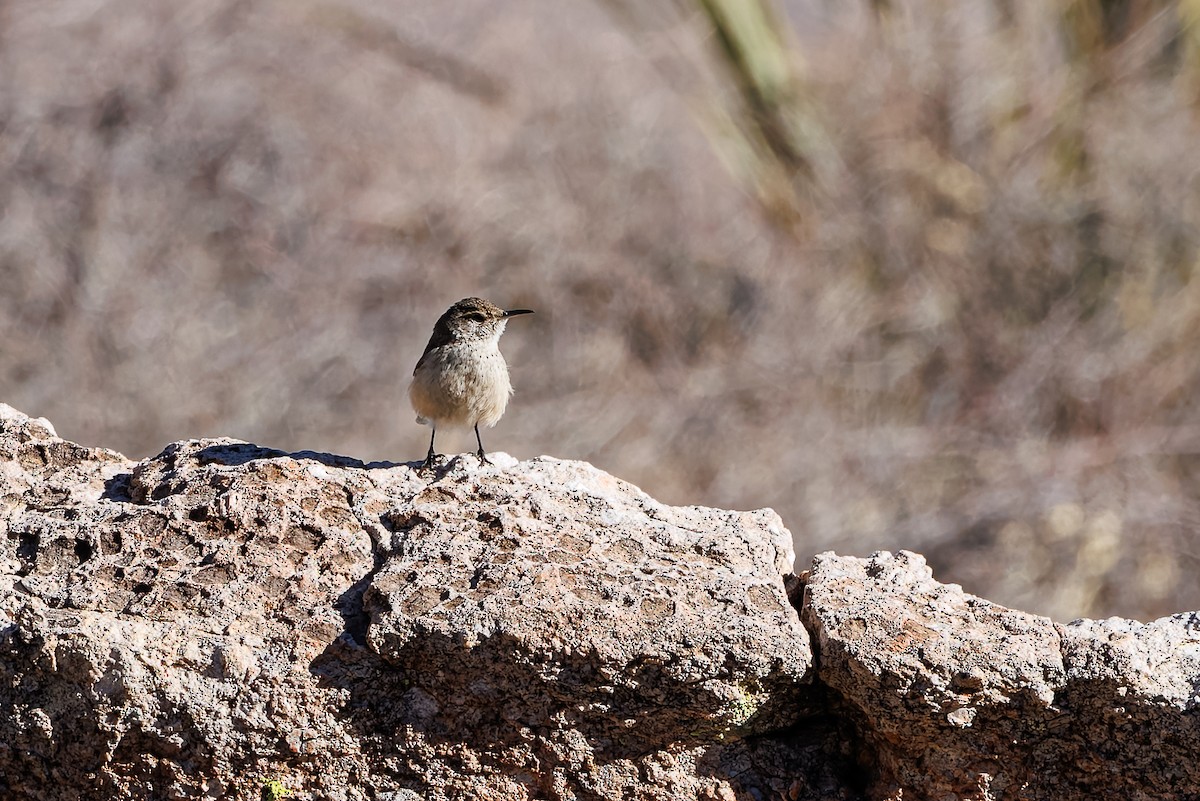 Rock Wren - ML630488819