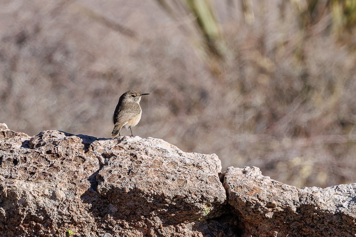 Rock Wren - ML630488820