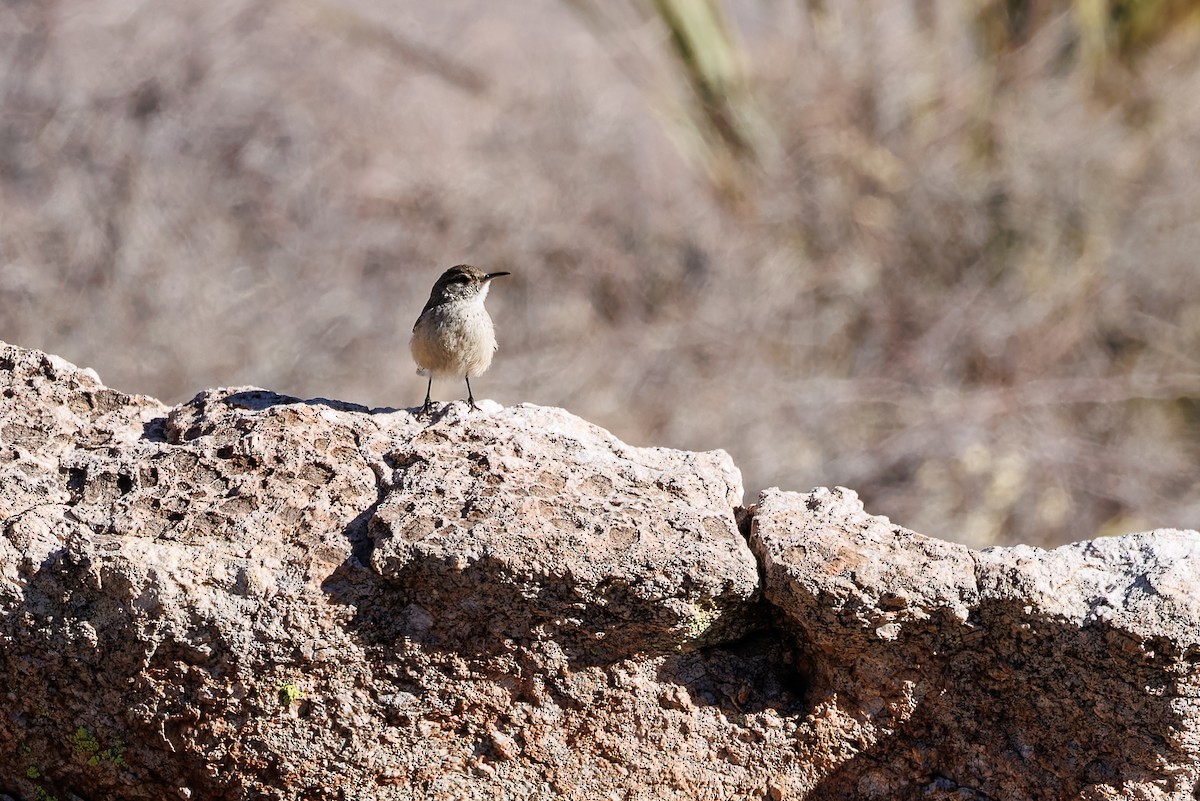 Rock Wren - ML630488822