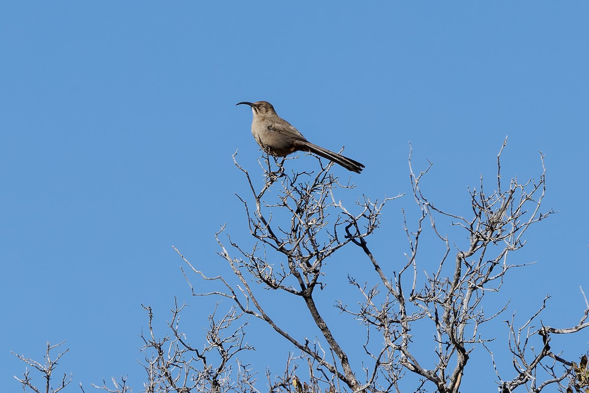 Crissal Thrasher - ML630488833