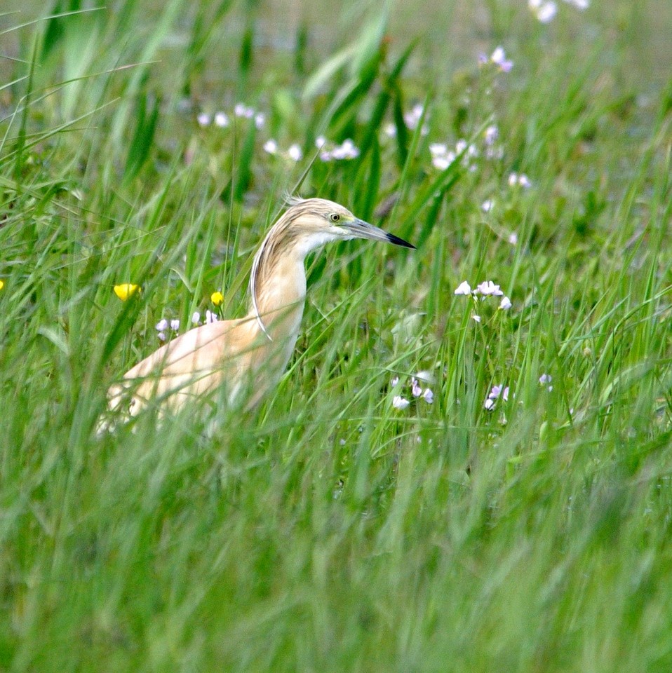 Squacco Heron - ML630488916