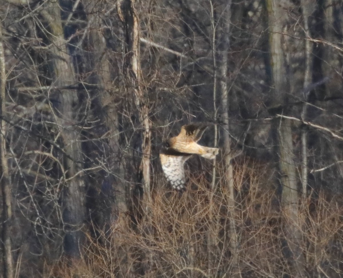 Northern Harrier - ML630489077
