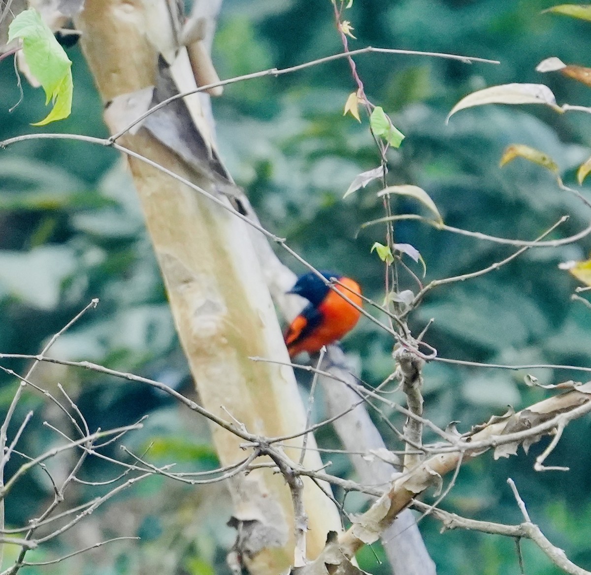 Orange Minivet - ML630489137