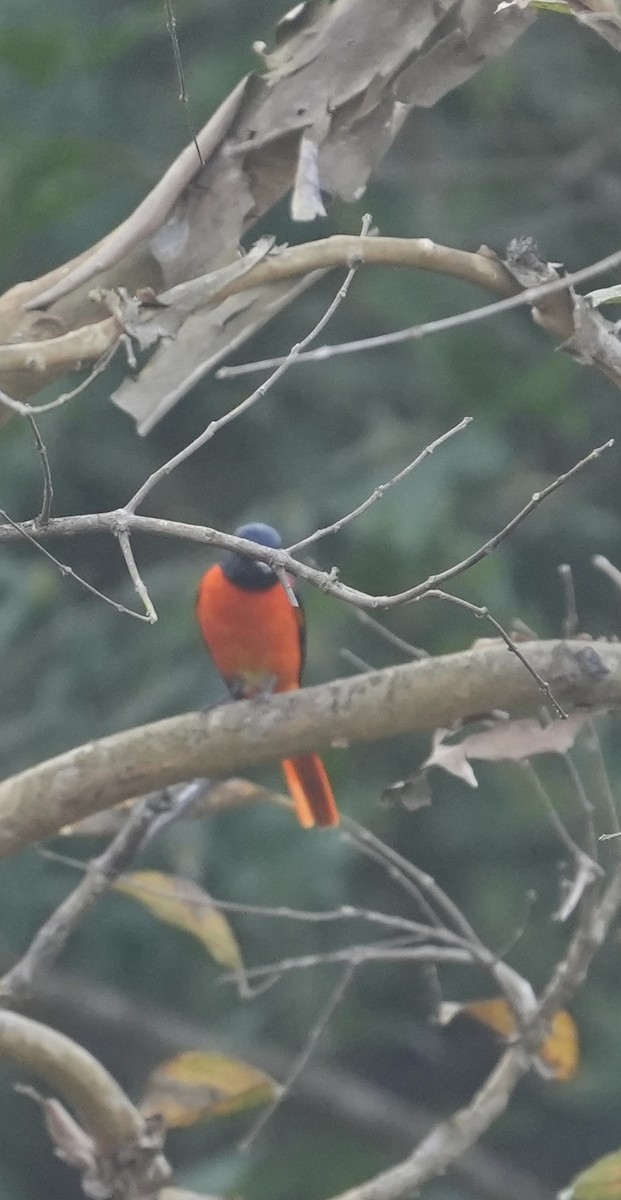 Orange Minivet - ML630489139