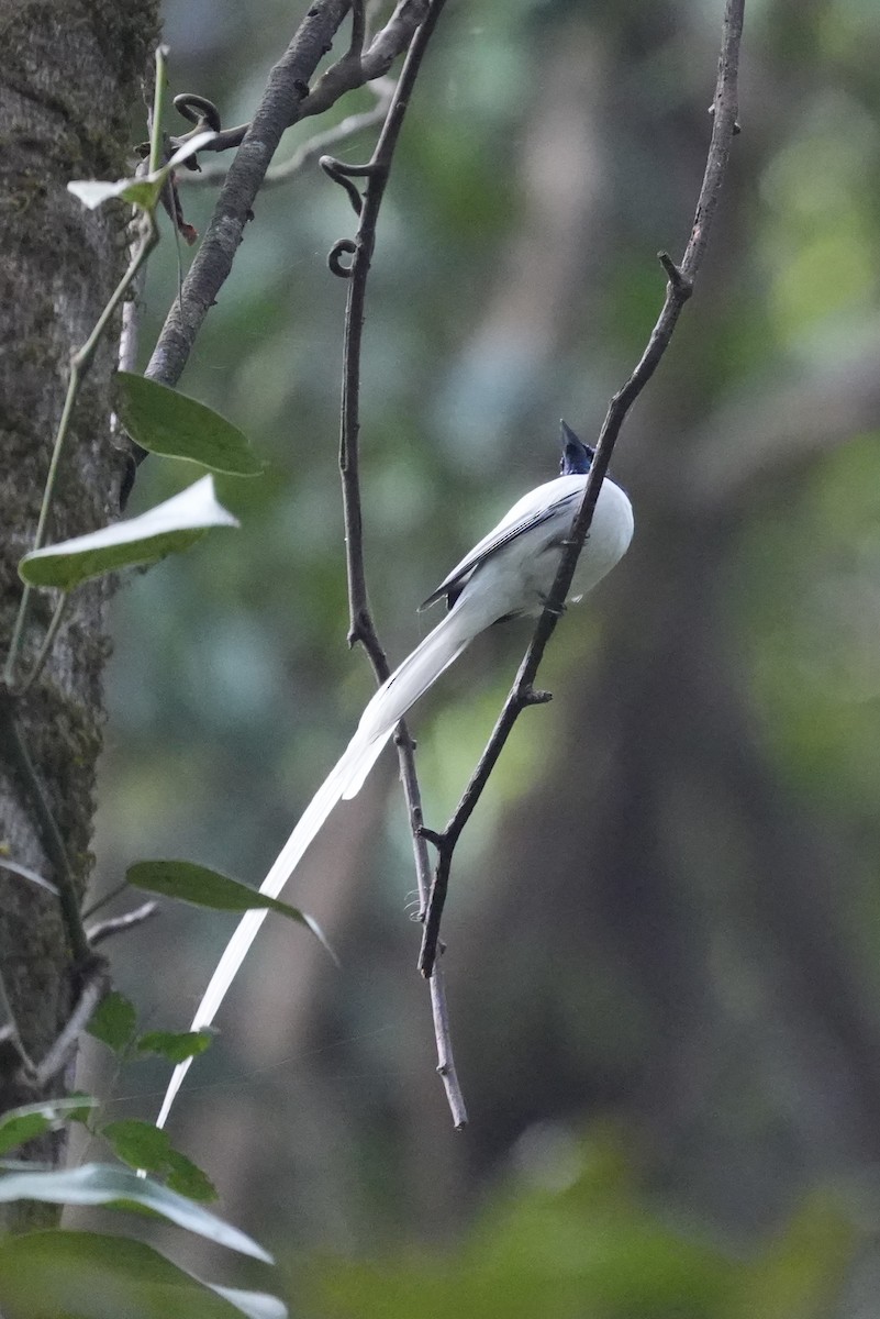 Indian Paradise-Flycatcher - ML630489165