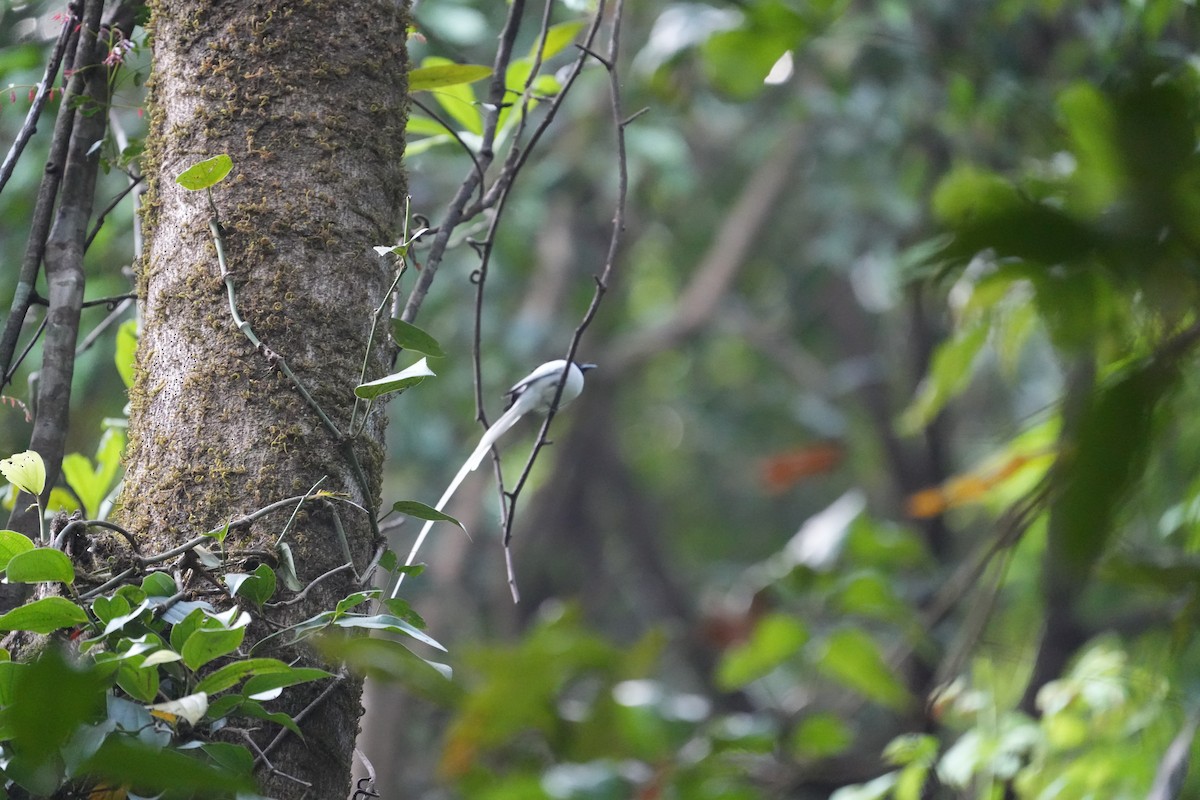 Indian Paradise-Flycatcher - ML630489166
