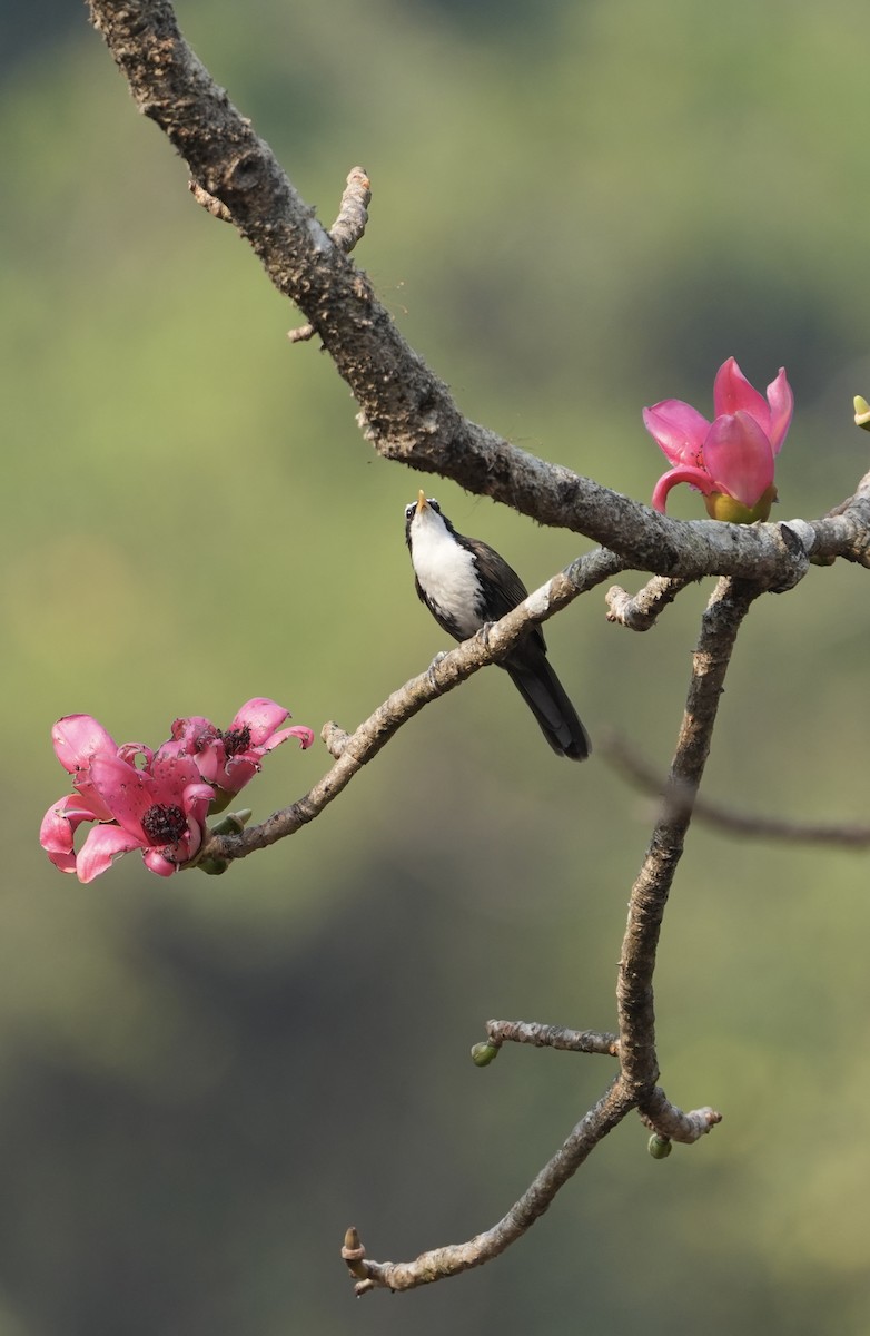 Indian Scimitar-Babbler - ML630489216