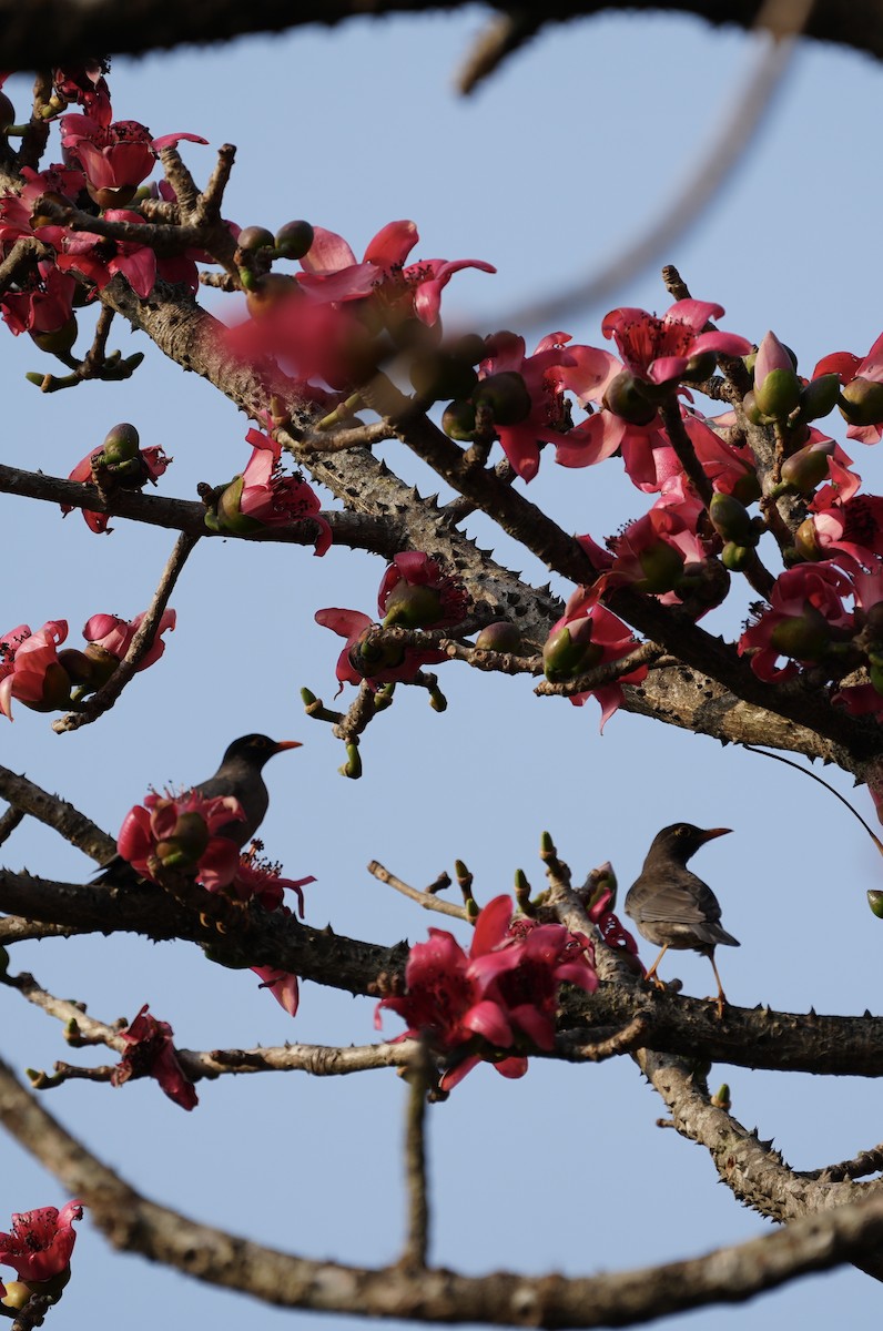 Jungle Myna - ML630489220