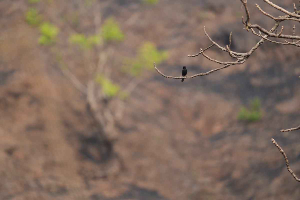 Pied Bushchat - ML630489237