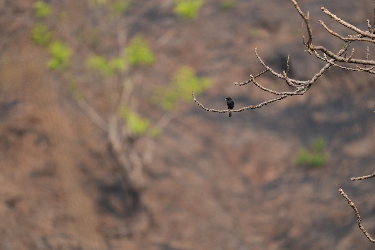 Pied Bushchat - ML630489238