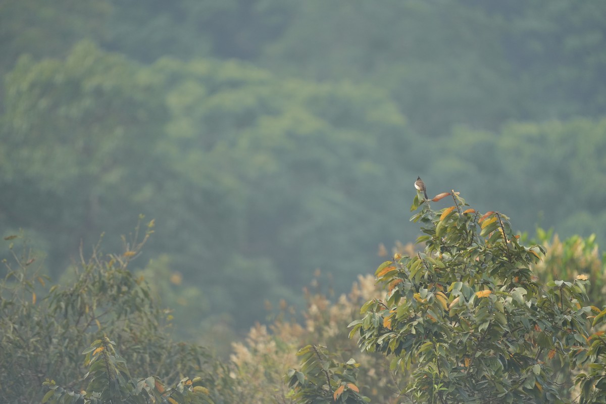 Red-whiskered Bulbul - ML630489256