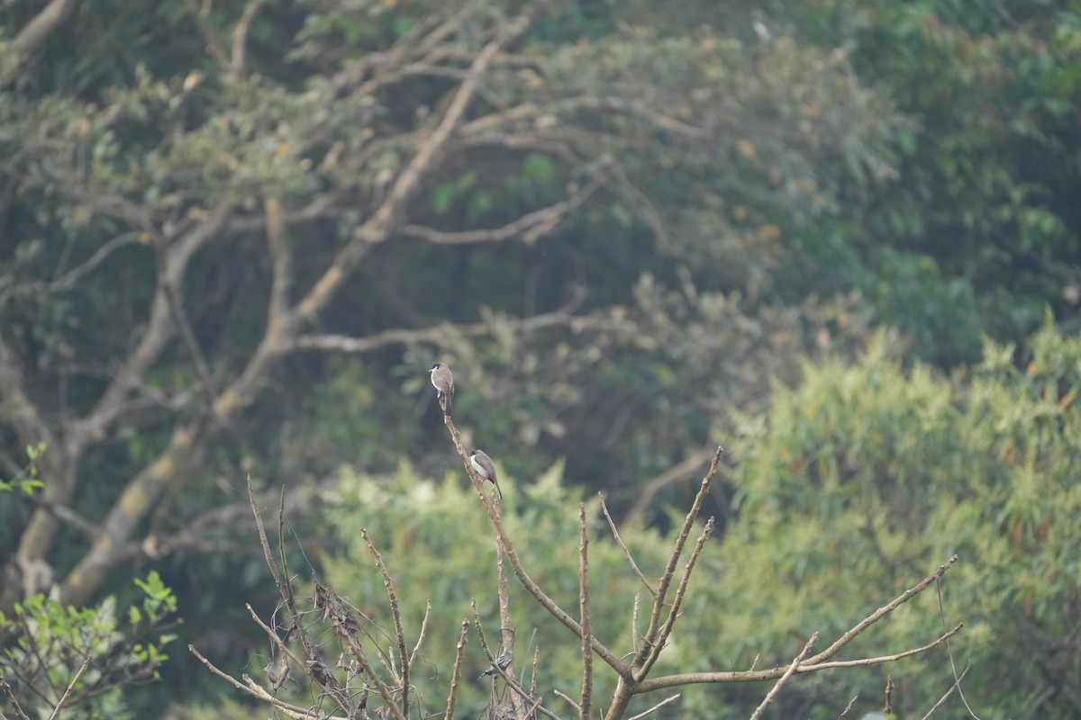 Red-whiskered Bulbul - ML630489257