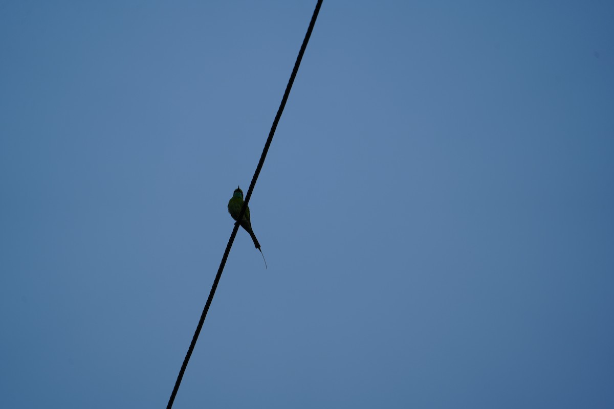 Asian Green Bee-eater - ML630489289