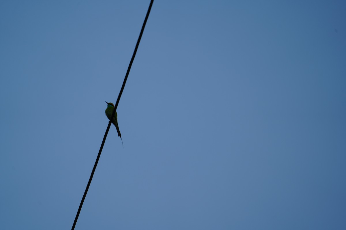Asian Green Bee-eater - ML630489290