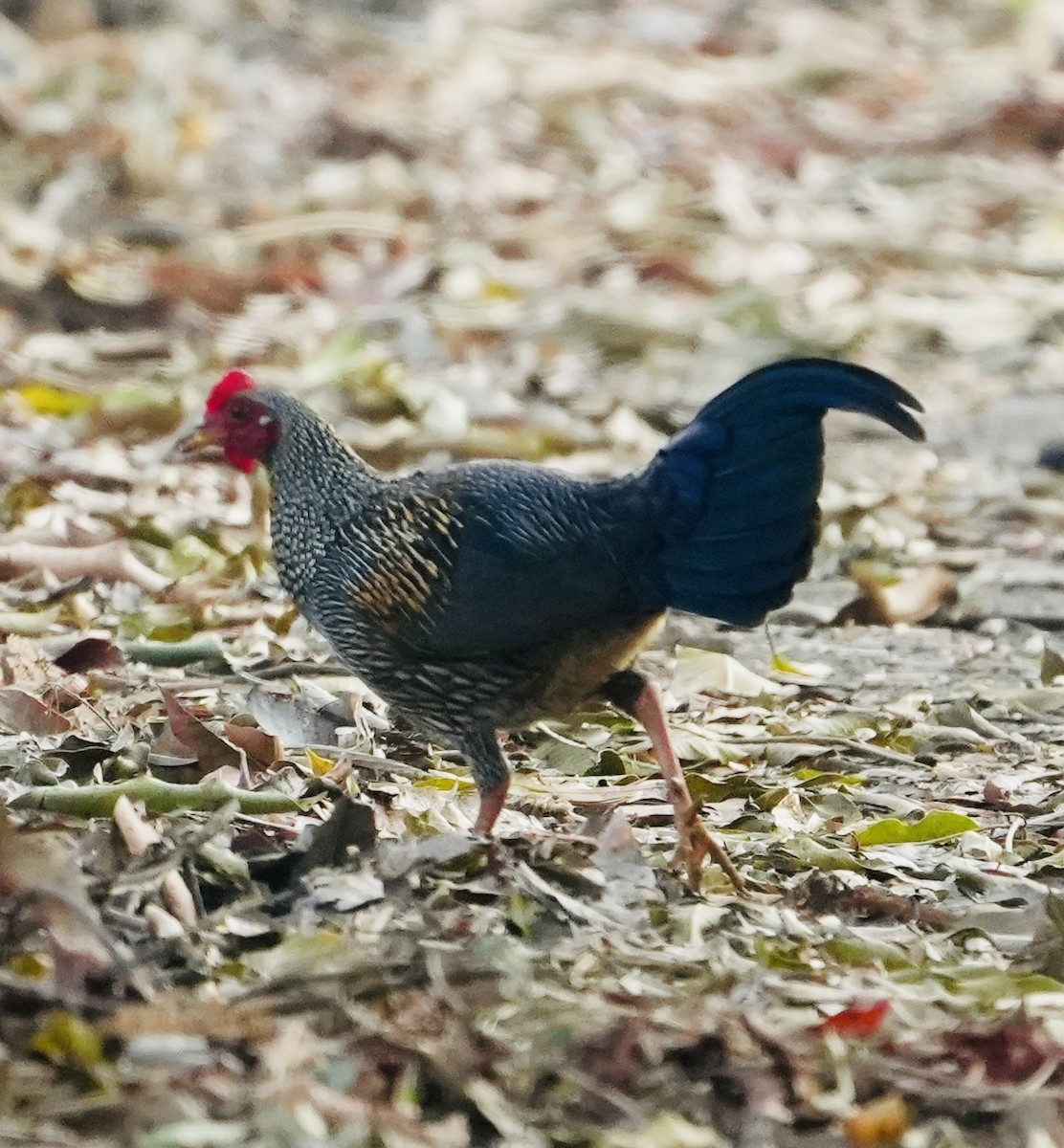 Gray Junglefowl - ML630489435