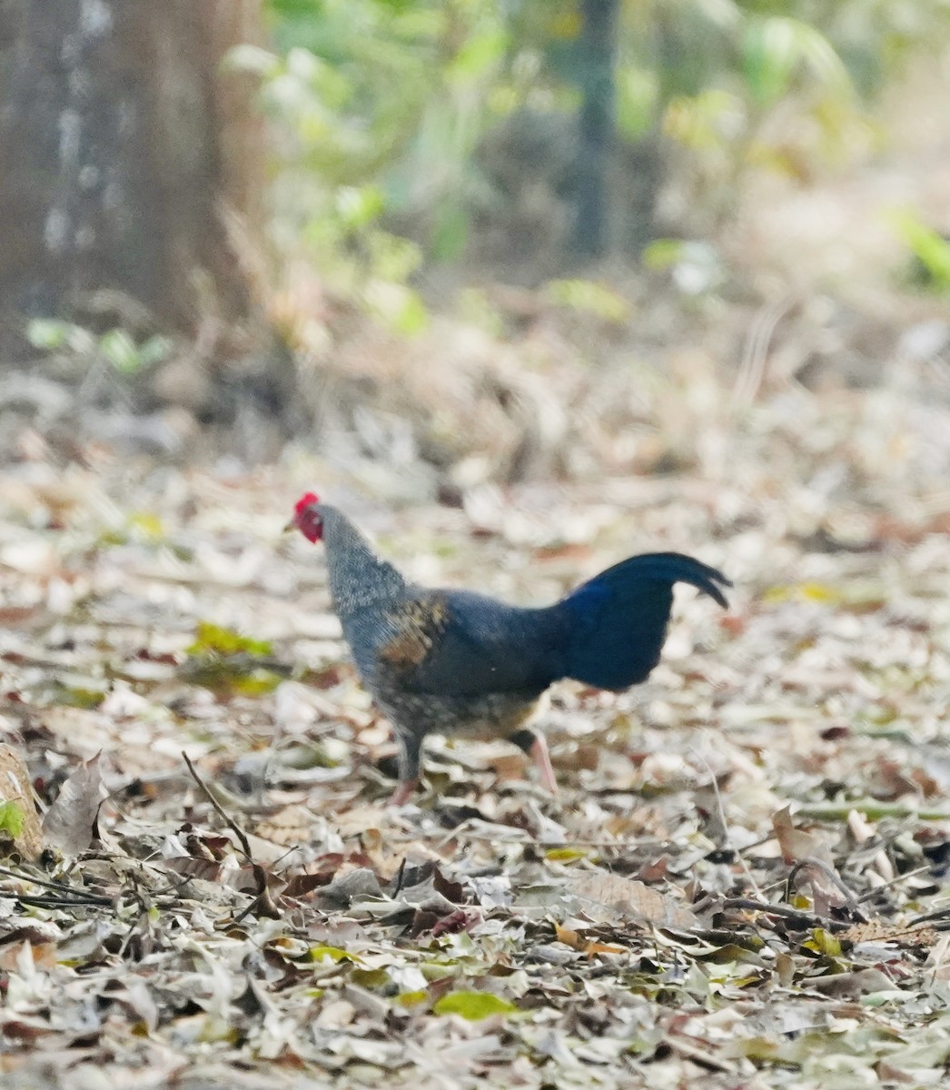 Gray Junglefowl - ML630489436